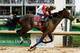LOUISVILLE, KY - MAY 04: Joel Rosario atop Orb on his way to winning the 139th running of the Kentucky Derby at Churchill Downs on May 4, 2013 in Louisville, Kentucky. (Photo by Travis Lindquist/Getty Images)