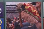 Just a Dog, Dressed as a Hot Dog, Eating a Hot Dog at the Braves' Game