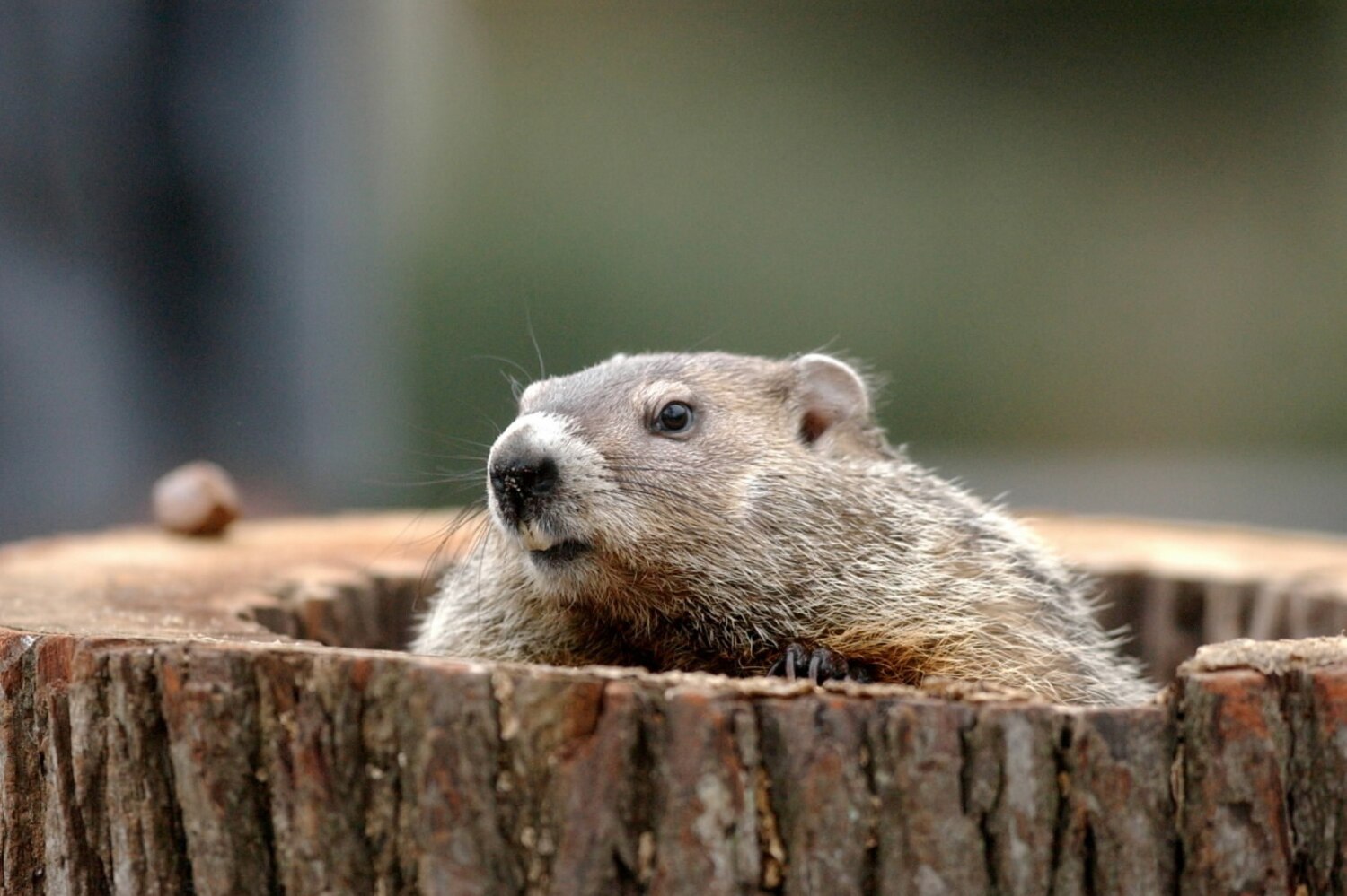 Grumpy Groundhog Runs Amok at New Jersey Little League Bleacher Report