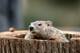 Not the groundhog in question. Photo Credit: Promotion Holdings