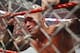 photo by wwe.com