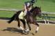 LOUISVILLE, KY - MAY 01: Itsmyluckyday trains on the track in preparation for the 2013 Kentucky Derby at Churchill Downs on May 1, 2013 in Louisville, Kentucky. (Photo by Rob Carr/Getty Images)