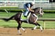 LOUISVILLE, KY - MAY 02: Oxbow runs on the track during the morning training for the 2013 Kentucky Derby at Churchill Downs on May 2, 2013 in Louisville, Kentucky. (Photo by Andy Lyons/Getty Images)