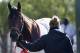 Orb goes through workouts in preparation for the Preakness.