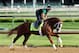 LOUISVILLE, KY - MAY 02: Will Take Charge runs on the track during the morning training for the 2013 Kentucky Derby at Churchill Downs on May 2, 2013 in Louisville, Kentucky. (Photo by Andy Lyons/Getty Images)