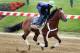 Will Goldencents pull a 180-degree turn and win the Preakness?