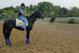 BALTIMORE, MD - MAY 16: Preakness entrant Mylute walks onto the track in preparation for the 138th Preakness Stakes at Pimlico Race Course on May 16, 2013 in Baltimore, Maryland. (Photo by Rob Carr/Getty Images)