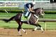 Oxbow will try to overcome his poor post position and win the 138th Preakness Stakes on Saturday May 18.