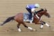BALTIMORE, MD - MAY 16: Jockey Kevin Krigger takes Preakness entrant Goldencents over the track in preparation for the 138th Preakness Stakes at Pimlico Race Course on May 16, 2013 in Baltimore, Maryland. (Photo by Rob Carr/Getty Images)