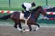 BALTIMORE, MD - MAY 17: Exercise rider Jennifer Patterson takes Kentucky Derby winner Orb over the track in preparation for the 138th Preakness Stakes at Pimlico Race Course on May 17, 2013 in Baltimore, Maryland. (Photo by Rob Carr/Getty Images)