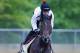 BALTIMORE, MD - MAY 16: Kentucky Derby winner Orb with exercise rider Jennifer Patterson up goes over the track in preparation for the 138th Preakness Stakes at Pimlico Race Course on May 16, 2013 in Baltimore, Maryland. (Photo by Rob Carr/Getty Images)