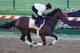 BALTIMORE, MD - MAY 17: Exercise rider Jennifer Patterson takes Kentucky Derby winner Orb over the track in preparation for the 138th Preakness Stakes at Pimlico Race Course on May 17, 2013 in Baltimore, Maryland. (Photo by Rob Carr/Getty Images)