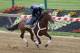 BALTIMORE, MD - MAY 15: Jockey Kevin Krigger takes Preakness entrant Goldencents over the track in preparation for the 138th Preakness Stakes at Pimlico Race Course on May 15, 2013 in Baltimore, Maryland. (Photo by Rob Carr/Getty Images)