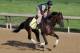 LOUISVILLE, KY - MAY 01: Itsmyluckyday trains on the track in preparation for the 2013 Kentucky Derby at Churchill Downs on May 1, 2013 in Louisville, Kentucky. (Photo by Rob Carr/Getty Images)