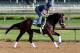 LOUISVILLE, KY - MAY 01: Overanalyze trained by Todd Pletcher runs on the track during the morning training for the 2013 Kentucky Derby at Churchill Downs on May 1, 2013 in Louisville, Kentucky. (Photo by Andy Lyons/Getty Images)