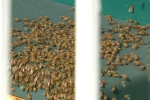 Bees Swarm Royals' Dugout