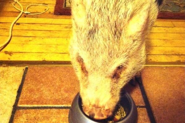 Side of Bacon, Anyone? Michigan Football Offensive Line Adopts Pet Pig