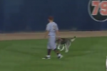 Husky Takes Lap of Outfield During NCAA Game