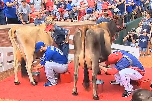 Only in Texas: Rangers and Royals Players Compete in Cow Milking Contest
