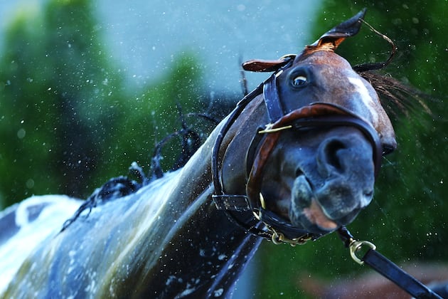 Belmont Stakes 2013 Contenders: Breaking Down Favorites at Triple Crown Finale