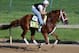 LOUISVILLE, KY - MAY 01: Golden Soul trains on the track in preparation for the 2013 Kentucky Derby at Churchill Downs on May 1, 2013 in Louisville, Kentucky. (Photo by Rob Carr/Getty Images)