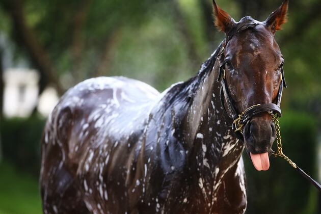 Belmont Stakes Odds: Projecting Finishes for Top Favorites