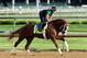 Will Take Charge is one of a few long shots to look out for at Belmont Park.