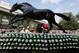 ELMONT, NY - JUNE 09: Fans pose for photos by the statue of triple crown winner Secretariat in the paddock before the start of the 144th Belmont Stakes at Belmont Park on June 9, 2012 in Elmont, New York. (Photo by Rob Carr/Getty Images)