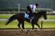 ELMONT, NY - JUNE 06: Jennifer Patterson aboard Kentucky Derby winner Orb during a training session at Belmont Park on June 6, 2013 in Elmont, New York. (Photo by Al Bello/Getty Images)