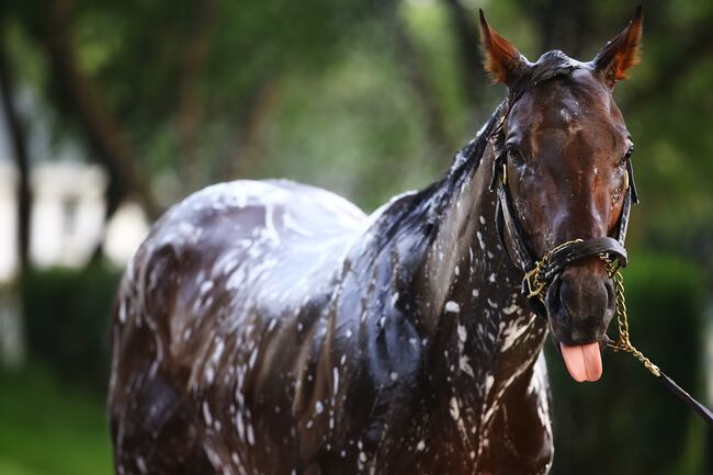 Orb in the morning getting a bath.