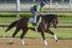 May 2, 2013; Louisville, KY, USA; Exercise rider Obed Perez jogs Overanalyze in preparation for the Kentucky Derby during morning workouts at Churchill Downs. Mandatory Credit: Jamie Rhodes-USA TODAY Sports