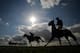 NEWMARKET, ENGLAND - SEPTEMBER 27: Runners pull up after finishing The Cambridge News Excellent Horseracing Coverage Nursery Handicap Stakes at Newmarket racecourse on September 27, 2012 in Newmarket, England. (Photo by Alan Crowhurst/Getty Images)