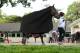 ELMONT, NY - JUNE 06: Kentucky Derby winner Orb is led to his stall after a morning workout at Belmont Park on June 6, 2013 in Elmont, New York. (Photo by Al Bello/Getty Images)