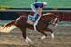 Will Take Charge has been underrated at the Belmont Stakes.