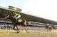 ELMONT, NY - JUNE 08: Palace Malice #12 ridden by Mike Smith wins the 145th running of the Belmont Stakes followed by Oxbow #7 Ridden by Gary Stevens and and Orb #5 ridden by Joel Rosario at Belmont Park on June 8, 2013 in Elmont, New York. (Photo by Al Bello/Getty Images)
