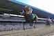 Jun 8, 2013; Elmont, NY, USA; Palace Malice ridden by Mike Smith crosses the finish to win the 145th running of the Belmont Stakes at Belmont Park. Mandatory Credit: Anthony Gruppuso-USA TODAY Sports