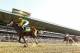 ELMONT, NY - JUNE 08: Palace Malice #12 ridden by Mike Smith wins the 145th running of the Belmont Stakes followed by Oxbow #7 Ridden by Gary Stevens and and Orb #5 ridden by Joel Rosario at Belmont Park on June 8, 2013 in Elmont, New York. (Photo by Al Bello/Getty Images)
