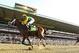 ELMONT, NY - JUNE 08: Palace Malice #12 ridden by Mike Smith wins the 145th running of the Belmont Stakes followed by Oxbow #7 Ridden by Gary Stevens and and Orb #5 ridden by Joel Rosario at Belmont Park on June 8, 2013 in Elmont, New York. (Photo by Al Bello/Getty Images)