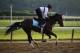ELMONT, NY - JUNE 06: Jennifer Patterson aboard Kentucky Derby winner Orb during a training session at Belmont Park on June 6, 2013 in Elmont, New York. (Photo by Al Bello/Getty Images)