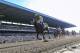 Jun 8, 2013; Elmont, NY, USA; Palace Malice ridden by Mike Smith crosses the finish to win the 145th running of the Belmont Stakes at Belmont Park. Mandatory Credit: Anthony Gruppuso-USA TODAY Sports