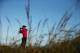 GULLANE, SCOTLAND - JULY 16: Tiger Woods of the United States hits a shot ahead of the 142nd Open Championship at Muirfield on July 16, 2013 in Gullane, Scotland. (Photo by Matthew Lewis/Getty Images)