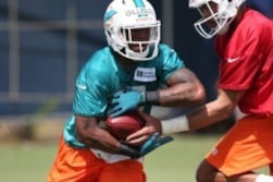 Gillislee Living a Dream with Dolphins