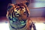 Cardinals DL Has Pet Tiger, Tried to Spend $30K on Monkey