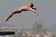 BARCELONA, SPAIN - JULY 27: David Boudia of the USA competes in the Men's 10m Platform Diving Semifinal round on day eight of the 15th FINA World Championships at Piscina Municipal de Montjuic on July 27, 2013 in Barcelona, Spain. (Photo by Clive Rose/Getty Images)