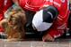 INDIANAPOLIS, IN - JULY 28: Ryan Newman, driver of the #39 Quicken Loans/The Smurfs Chevrolet, and his daughter Brooklyn Sage kiss the bricks after winning the NASCAR Sprint Cup Series Samuel Deeds 400 At The Brickyard at Indianapolis Motor Speedway on July 28, 2013 in Indianapolis, Indiana. (Photo by Patrick Smith/Getty Images)