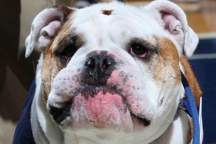 Butler Bulldog Mascot Suffering from Heart Failure