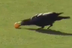 Watch: Crow Moves a Ball at Women's British Open