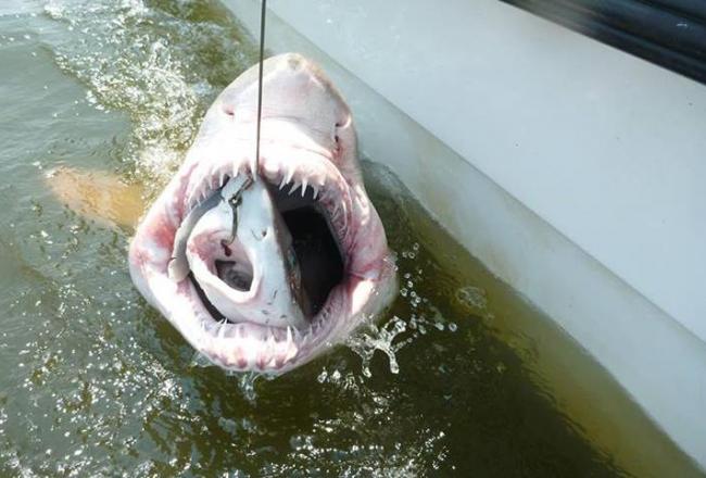 Sand Tiger Shark Gets Caught Eating Another Shark | Bleacher Report