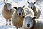 Manager Expects Sheep Sacrifice Ritual to Continue 