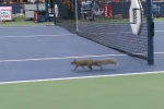 Video: Squirrel Invades the U.S. Open